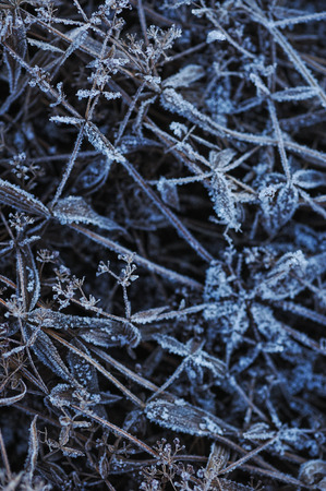 Meadow grass covered with frost due to the sharp cooling and high humidity in the early frosty morning.の写真素材