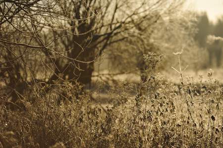 Meadow grass covered with frost due to the sharp cooling and high humidity in the early frosty morning.の写真素材
