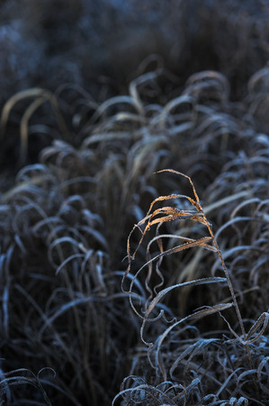 Meadow grass covered with frost due to the sharp cooling and high humidity in the early frosty morning.の写真素材