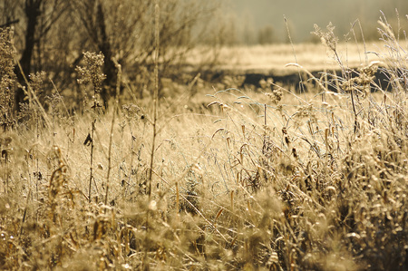 Meadow grass covered with frost due to the sharp cooling and high humidity in the early frosty morning.の写真素材