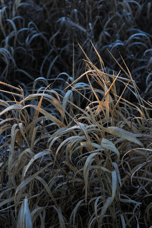 Meadow grass covered with frost due to the sharp cooling and high humidity in the early frosty morning.の写真素材