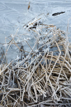 Meadow grass covered with frost due to the sharp cooling and high humidity in the early frosty morning.の写真素材