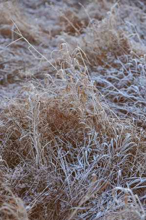 Meadow grass covered with frost due to the sharp cooling and high humidity in the early frosty morning.の写真素材