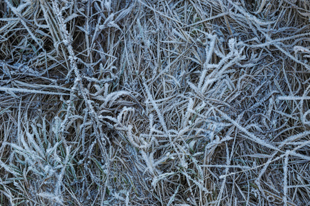 Meadow grass covered with frost due to the sharp cooling and high humidity in the early frosty morning.の写真素材