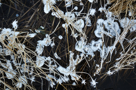 Thin transparent ice on the surface of the reservoir with dried grass and air bubbles under it.の写真素材