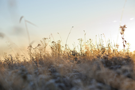 Meadow grass covered with frost due to the sharp cooling and high humidity in the early frosty morning.の写真素材