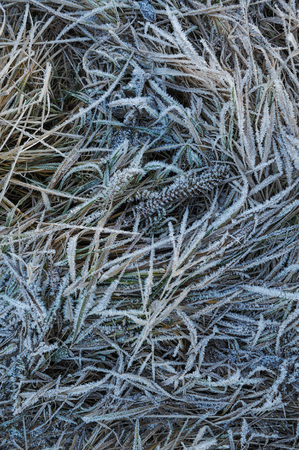 Meadow grass covered with frost due to the sharp cooling and high humidity in the early frosty morning.の写真素材