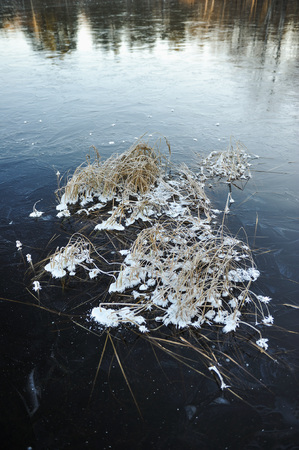 Thin transparent ice on the surface of the reservoir with dried grass and air bubbles under it.の写真素材