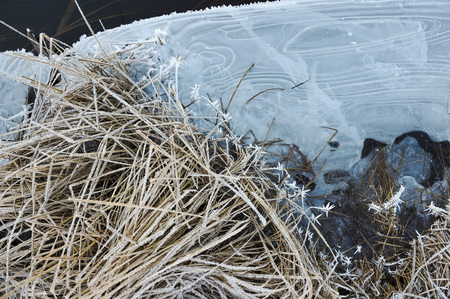 Thin transparent ice on the surface of the reservoir with dried grass and air bubbles under it.の写真素材