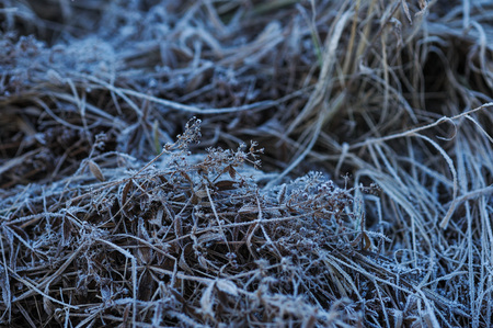 Meadow grass covered with frost due to the sharp cooling and high humidity in the early frosty morning.の写真素材