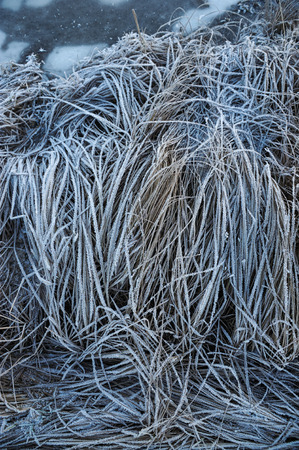 Meadow grass covered with frost due to the sharp cooling and high humidity in the early frosty morning.の写真素材