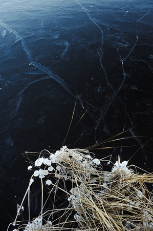 Thin transparent ice on the surface of the reservoir with dried grass and air bubbles under it.の写真素材