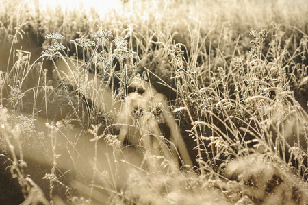 Meadow grass covered with frost due to the sharp cooling and high humidity in the early frosty morning.の写真素材