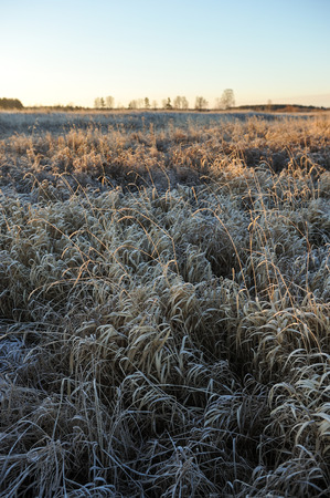Meadow grass covered with frost due to the sharp cooling and high humidity in the early frosty morning.の写真素材