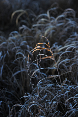Meadow grass covered with frost due to the sharp cooling and high humidity in the early frosty morning.の写真素材