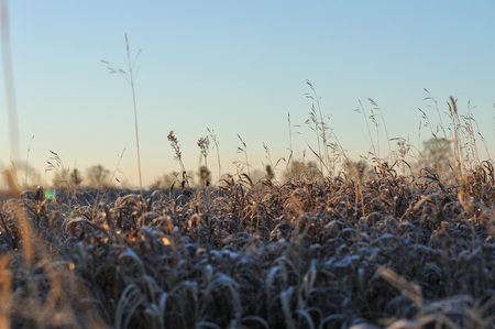 Meadow grass covered with frost due to the sharp cooling and high humidity in the early frosty morning.の写真素材
