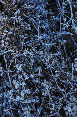 Meadow grass covered with frost due to the sharp cooling and high humidity in the early frosty morning.の写真素材