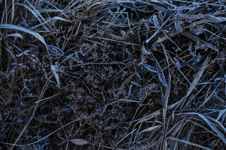 Meadow grass covered with frost due to the sharp cooling and high humidity in the early frosty morning.の写真素材