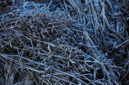 Meadow grass covered with frost due to the sharp cooling and high humidity in the early frosty morning.の写真素材