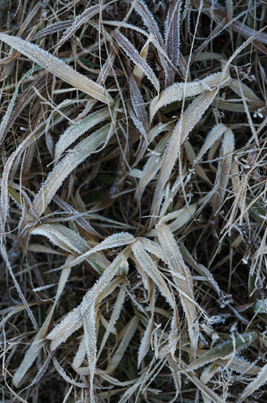 Meadow grass covered with frost due to the sharp cooling and high humidity in the early frosty morning.の写真素材