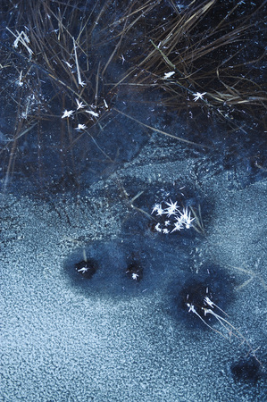 Thin transparent ice on the surface of the reservoir with dried grass and air bubbles under it.の写真素材