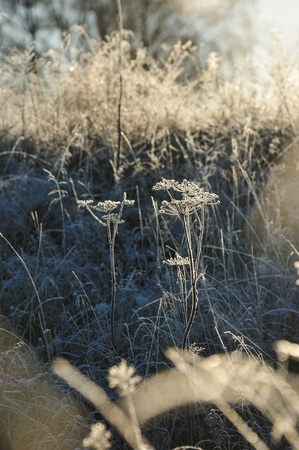 Meadow grass covered with frost due to the sharp cooling and high humidity in the early frosty morning.の写真素材