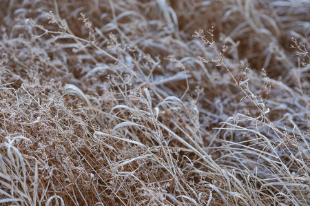 Meadow grass covered with frost due to the sharp cooling and high humidity in the early frosty morning.の写真素材