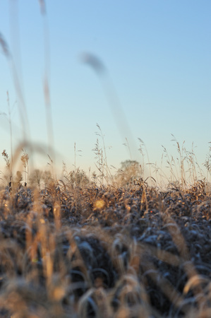 Meadow grass covered with frost due to the sharp cooling and high humidity in the early frosty morning.の写真素材