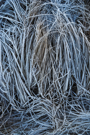 Meadow grass covered with frost due to the sharp cooling and high humidity in the early frosty morning.の写真素材