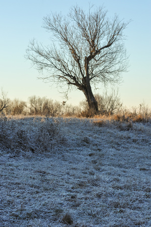 Meadow grass covered with frost due to the sharp cooling and high humidity in the early frosty morning.の写真素材