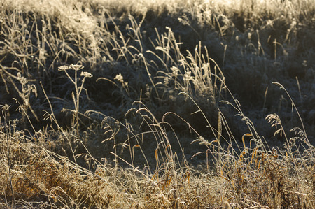 Meadow grass covered with frost due to the sharp cooling and high humidity in the early frosty morning.の写真素材