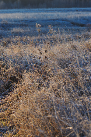 Meadow grass covered with frost due to the sharp cooling and high humidity in the early frosty morning.の写真素材
