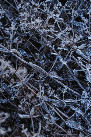 Meadow grass covered with frost due to the sharp cooling and high humidity in the early frosty morning.の写真素材