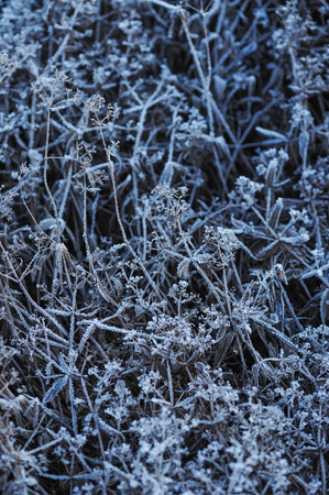 Meadow grass covered with frost due to the sharp cooling and high humidity in the early frosty morning.の写真素材