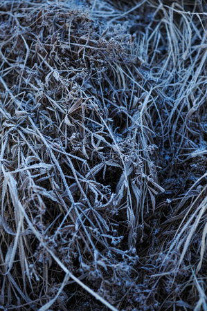 Meadow grass covered with frost due to the sharp cooling and high humidity in the early frosty morning.の写真素材