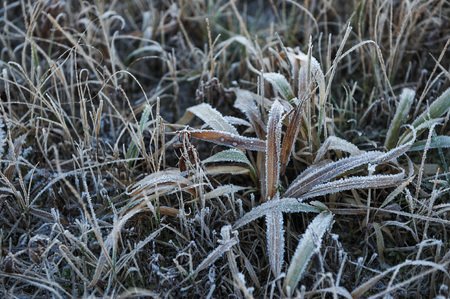 Meadow grass covered with frost due to the sharp cooling and high humidity in the early frosty morning.の写真素材