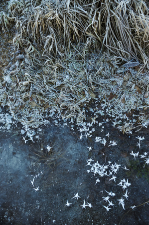 Thin transparent ice on the surface of the reservoir with dried grass and air bubbles under it.の写真素材