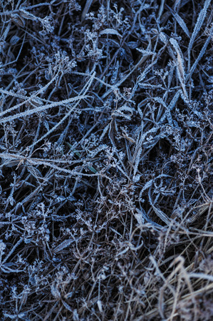 Meadow grass covered with frost due to the sharp cooling and high humidity in the early frosty morning.の写真素材