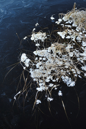 Thin transparent ice on the surface of the reservoir with dried grass and air bubbles under it.の写真素材