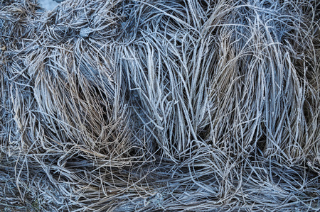 Meadow grass covered with frost due to the sharp cooling and high humidity in the early frosty morning.の写真素材