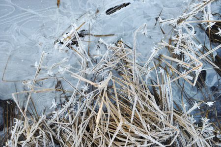 Meadow grass covered with frost due to the sharp cooling and high humidity in the early frosty morning.の写真素材