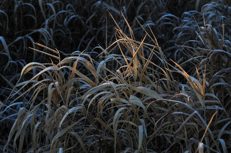 Meadow grass covered with frost due to the sharp cooling and high humidity in the early frosty morning.の写真素材