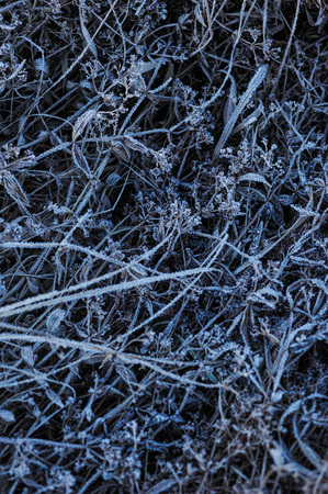 Meadow grass covered with frost due to the sharp cooling and high humidity in the early frosty morning.の写真素材