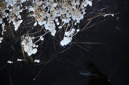 Thin transparent ice on the surface of the reservoir with dried grass and air bubbles under it.の写真素材