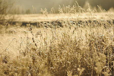 Meadow grass covered with frost due to the sharp cooling and high humidity in the early frosty morning.の写真素材
