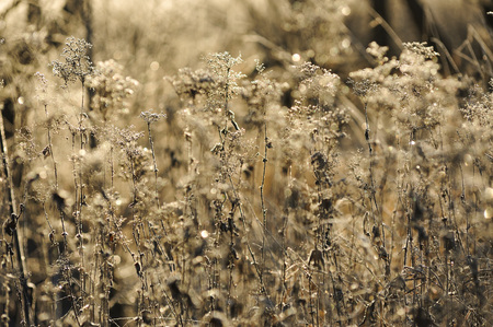 Meadow grass covered with frost due to the sharp cooling and high humidity in the early frosty morning.の写真素材