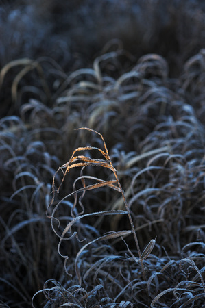 Meadow grass covered with frost due to the sharp cooling and high humidity in the early frosty morning.の写真素材