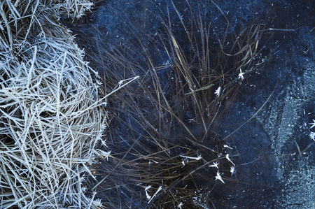 Thin transparent ice on the surface of the reservoir with dried grass and air bubbles under it.の写真素材