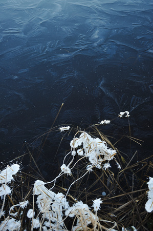 Thin transparent ice on the surface of the reservoir with dried grass and air bubbles under it.の写真素材