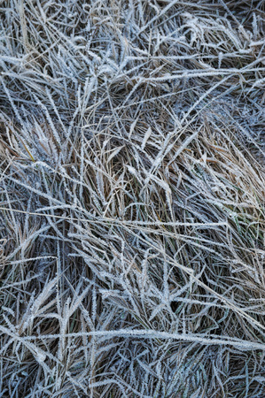 Meadow grass covered with frost due to the sharp cooling and high humidity in the early frosty morning.の写真素材